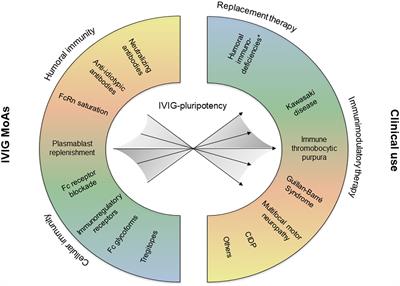 Antibody diversity in IVIG: Therapeutic opportunities for novel immunotherapeutic drugs